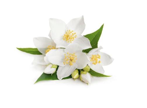 HOUSE OF SILLAGE: Cherry Garden - Signature Parfum